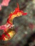 Image of Shiho’s seahorse