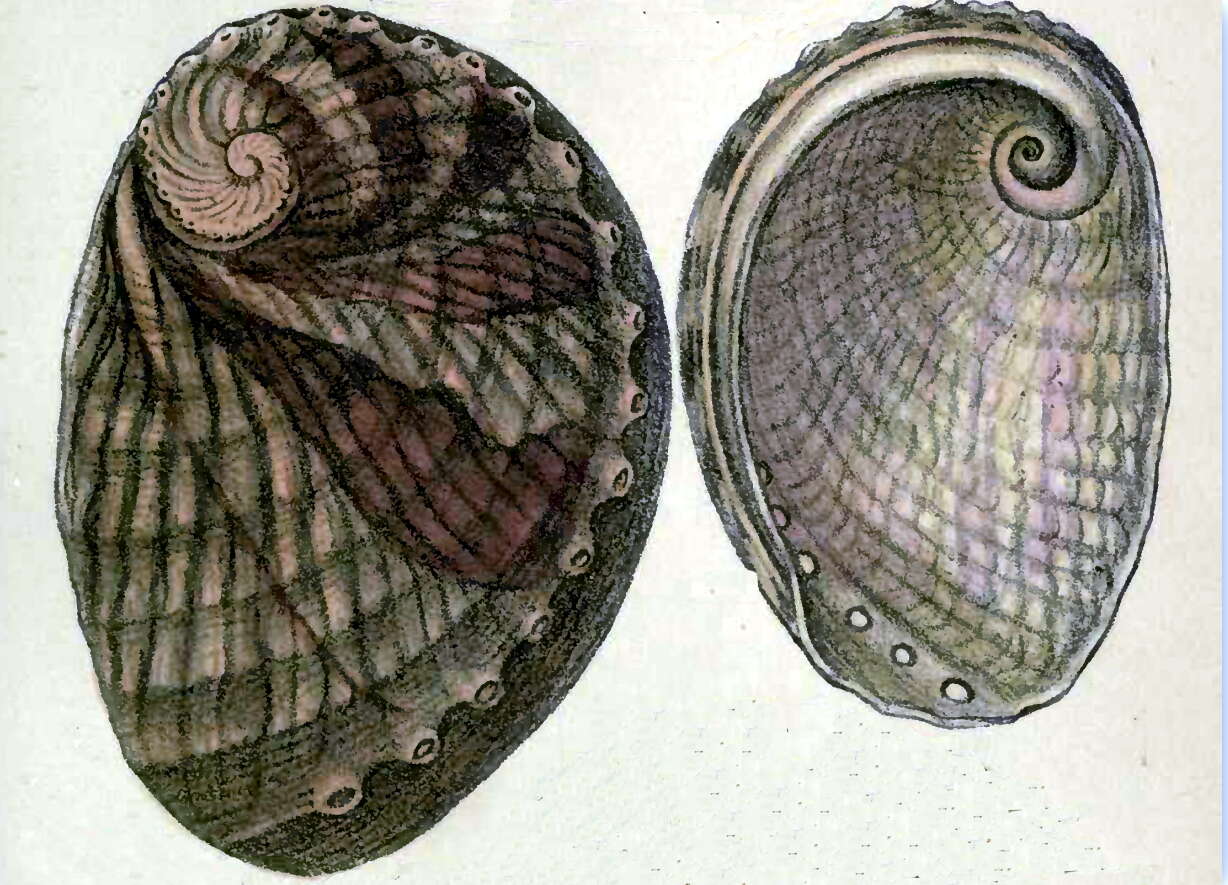 Image of silver abalone