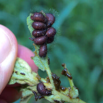 Image of Globemallow Leaf Beetle