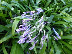 Image of Agapanthus praecox subsp. orientalis (F. M. Leight.) F. M. Leight.