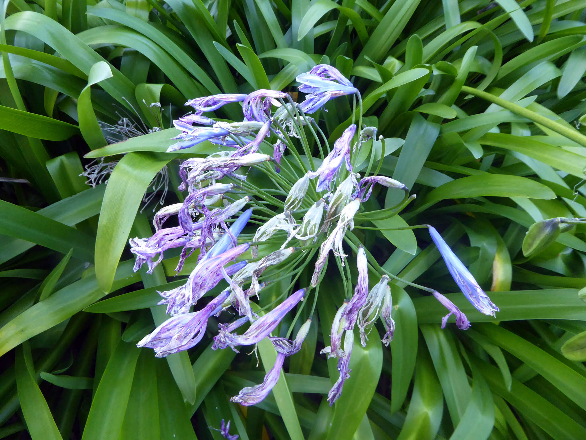 Imagem de Agapanthus praecox subsp. orientalis (F. M. Leight.) F. M. Leight.