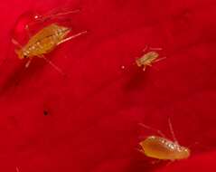 Image of Rose Aphid