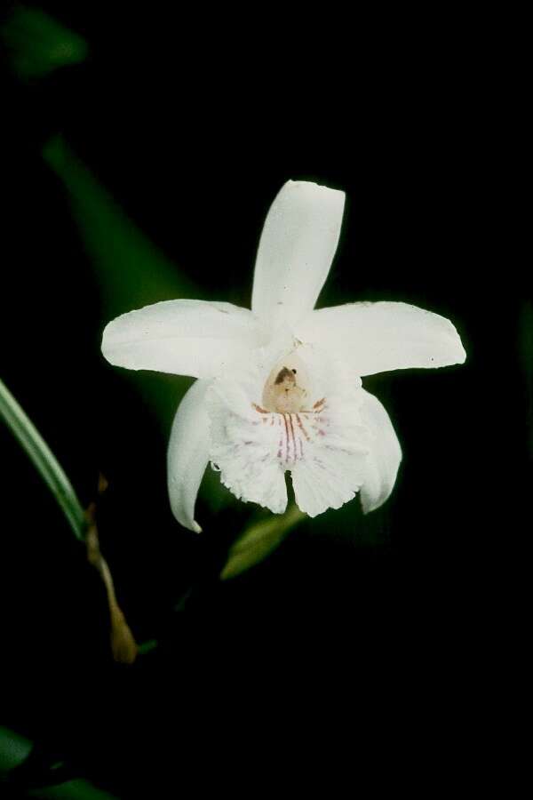 Image of Sobralia pulcherrima Garay