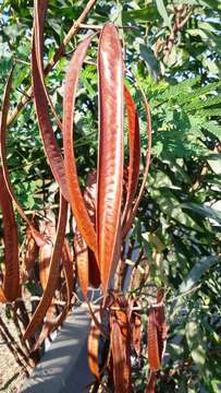 Image of orange wattle