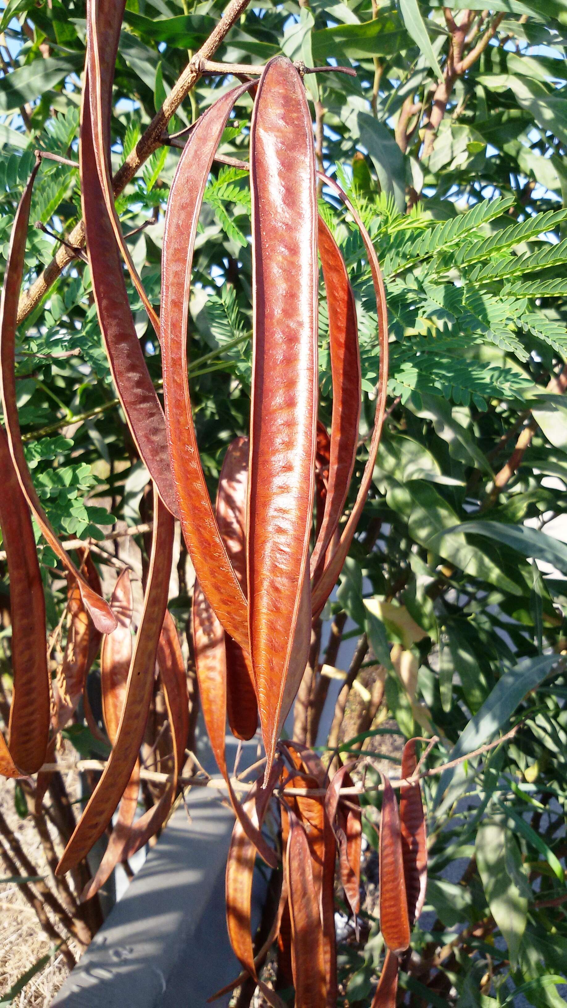 Image of orange wattle