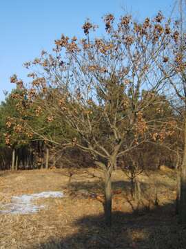 Image of Golden-rain tree