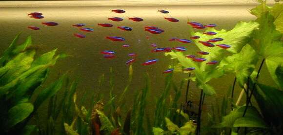 Image of cardinal tetra