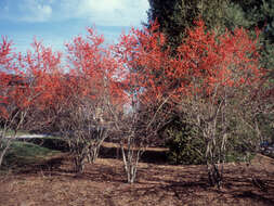 Image of Michigan holly