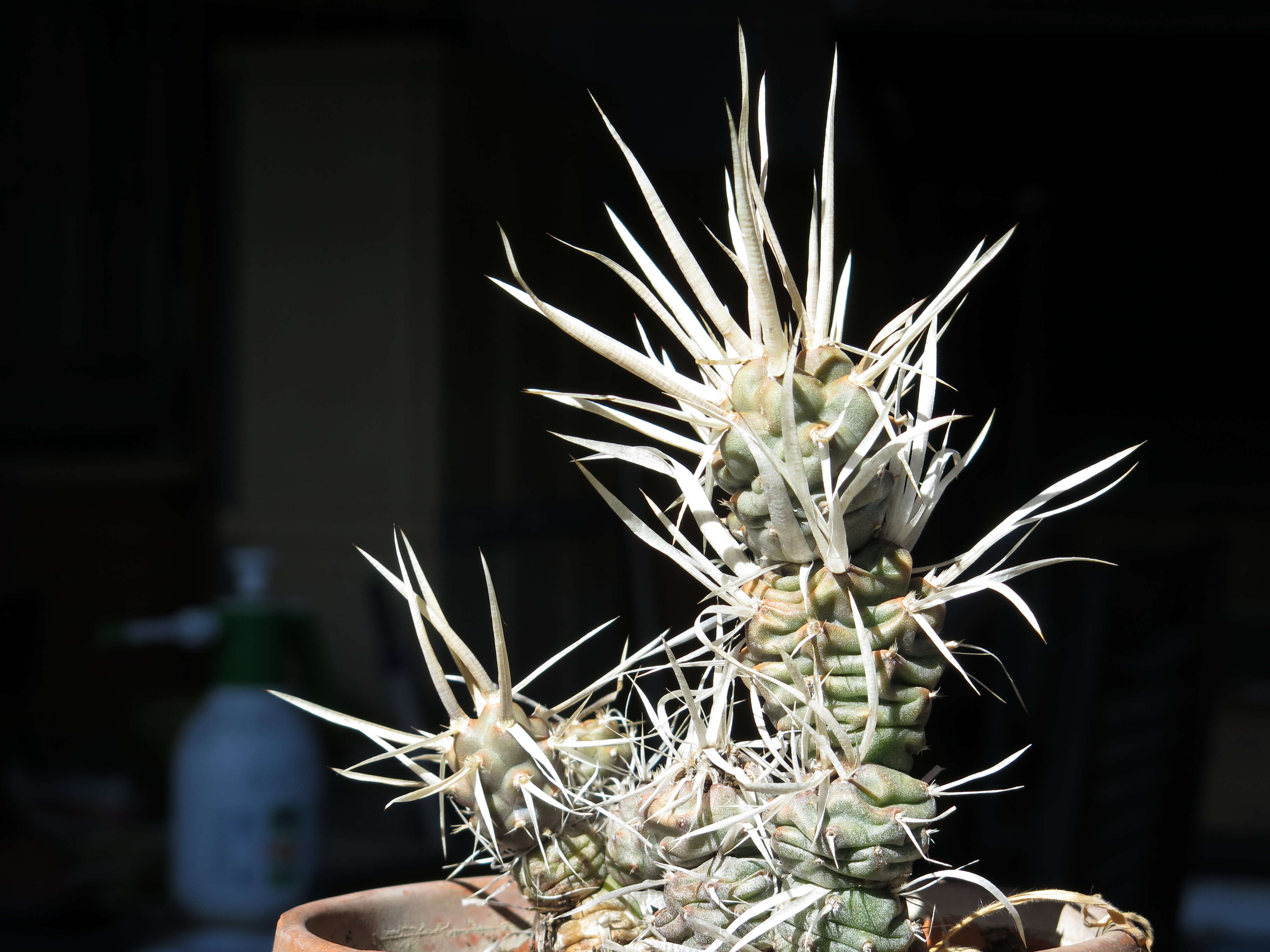 Image of Tephrocactus articulatus