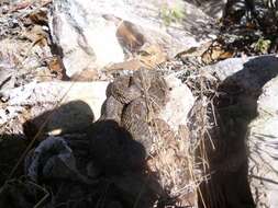 Image of Querétaro dusky rattlesnake