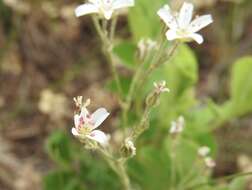 Image of Fendler's sandwort