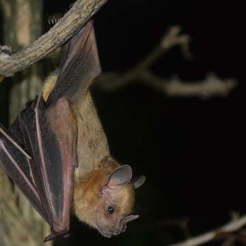 Image of Fraternal Fruit-eating Bat