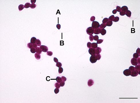 Image of Chlamydomonas