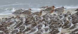 Image of Rufa Red Knot