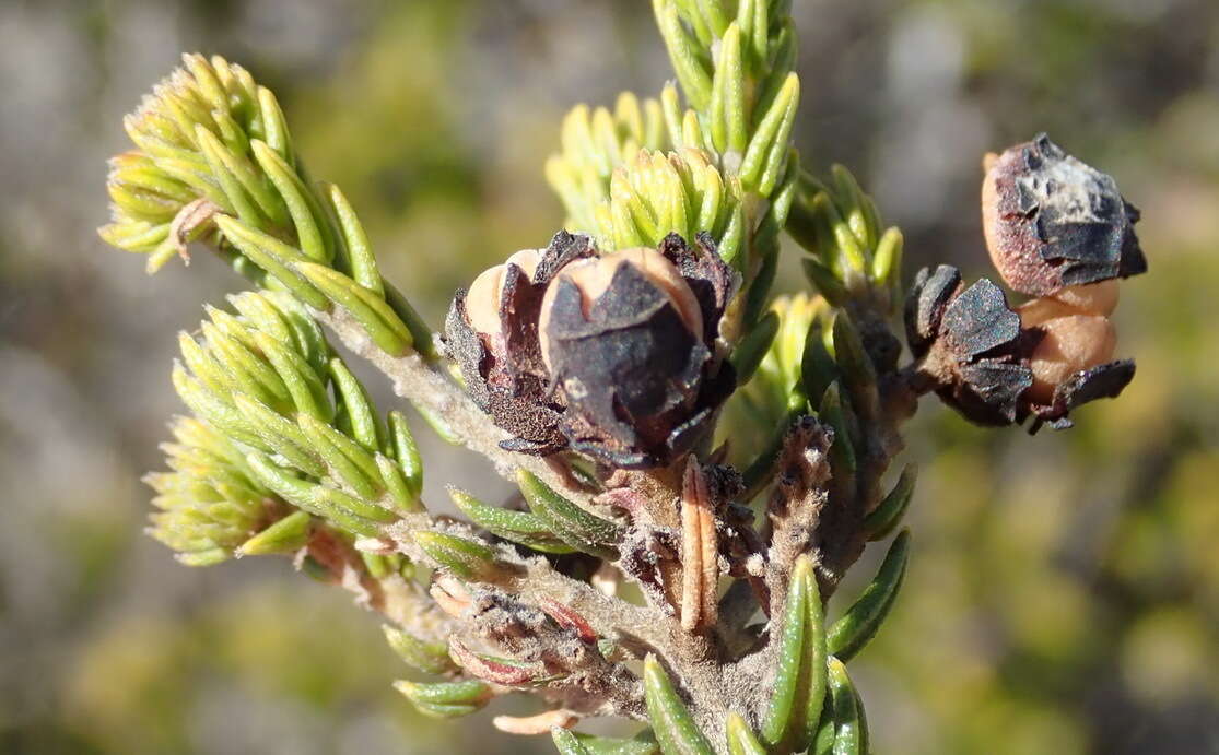 Image of Phylica axillaris var. maritima Pillans