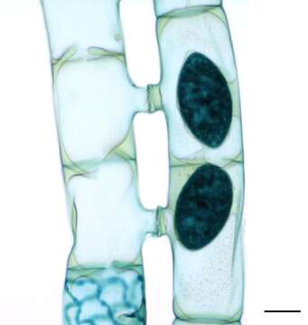 Image of Zygnemophyceae