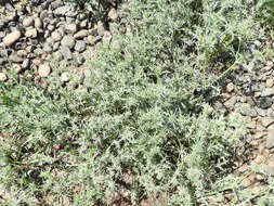 Imagem de Eryngium vaseyi Coult. & N. E. Rose