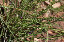 Image of Helichrysum harveyanum Wild