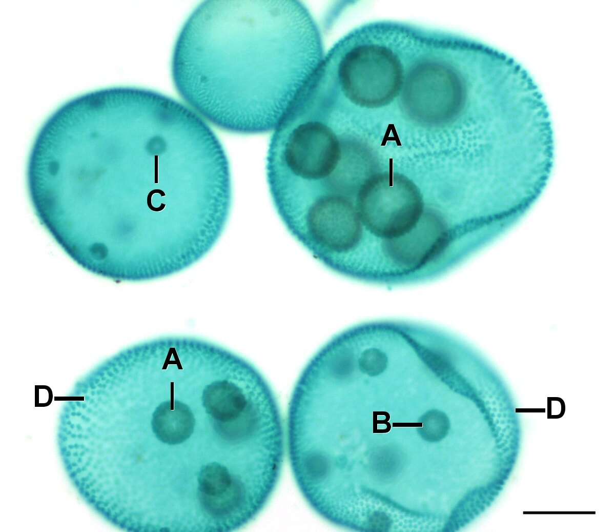 Image of Globe Algae