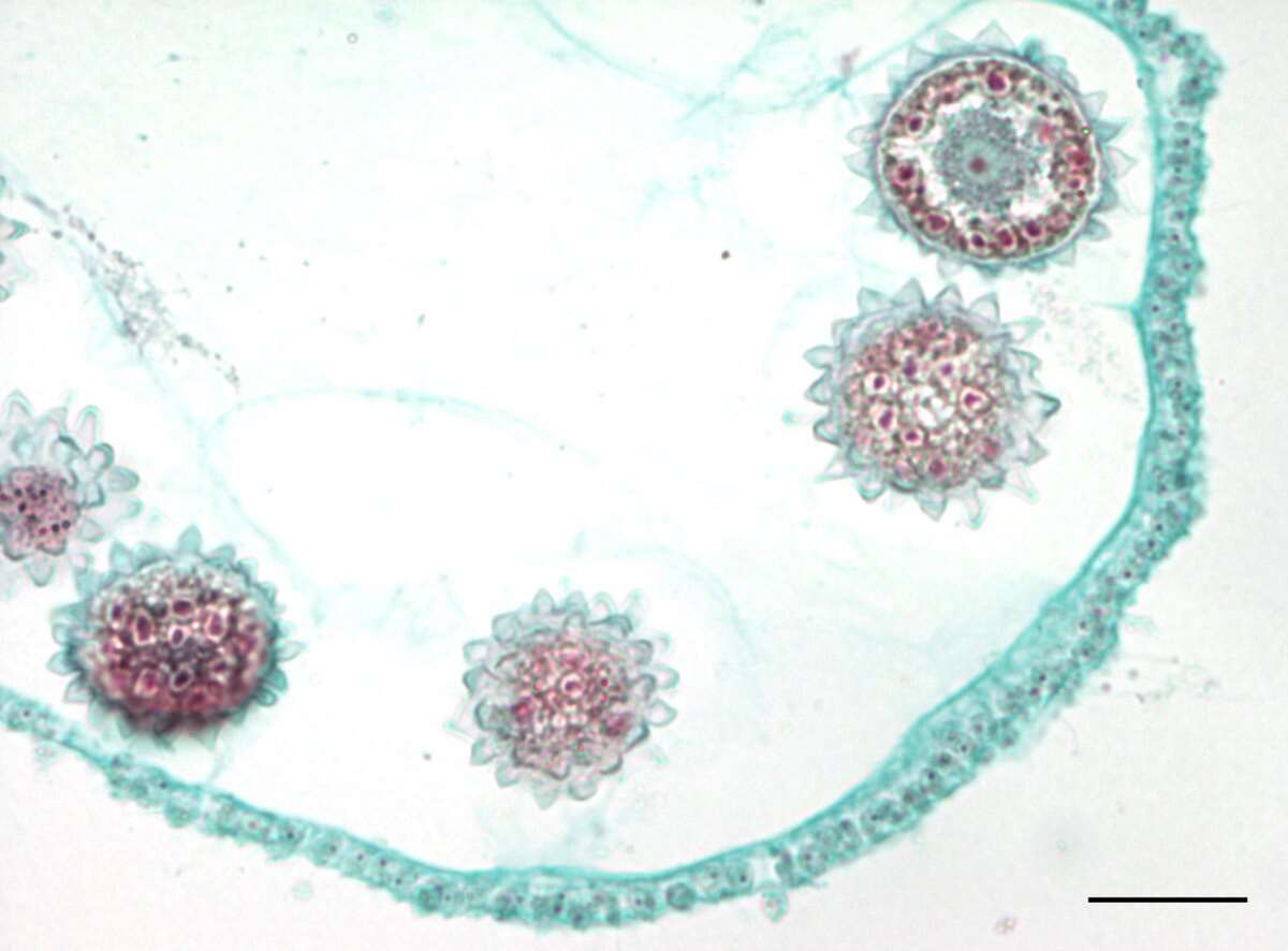 Image of Globe Algae