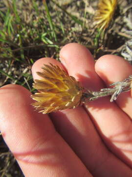 Image of Monkey-tail everlasting