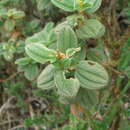 Sivun Tibouchina grossa (L. fil.) Cogniaux kuva