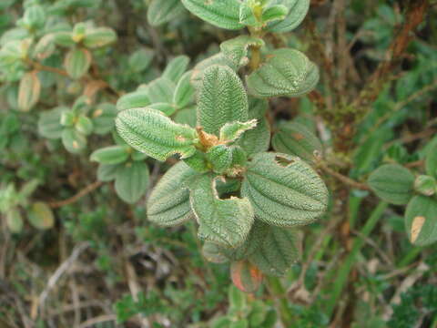 صورة Tibouchina grossa (L. fil.) Cogniaux