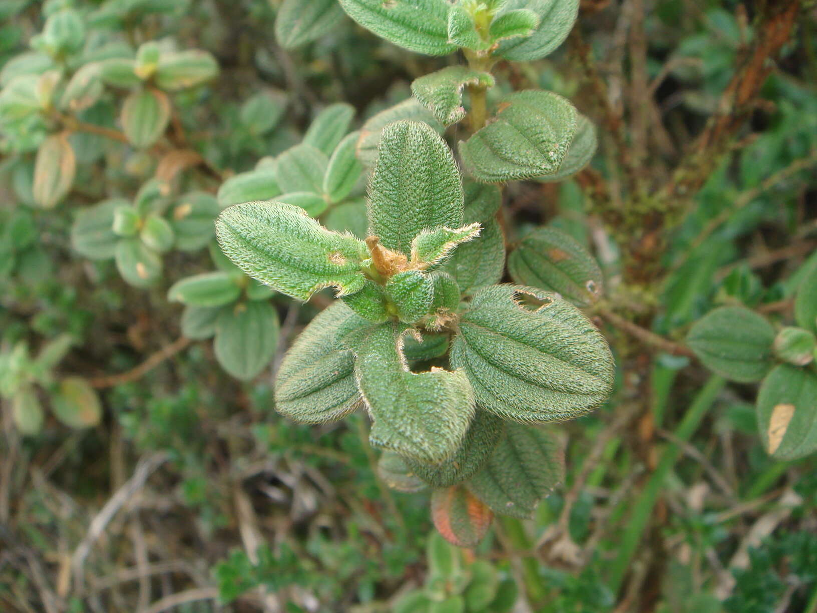 Sivun Tibouchina grossa (L. fil.) Cogniaux kuva