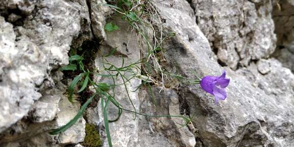 Imagem de Campanula carnica Schiede ex Mert. & W. D. J. Koch