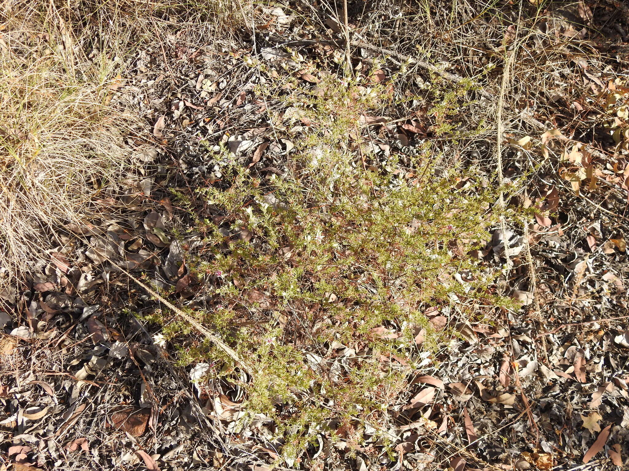 Image of Boronia lanuginosa Endl.