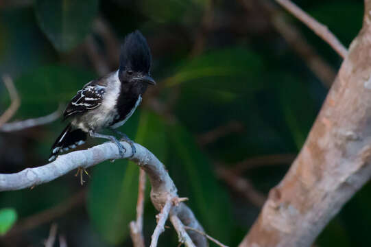 Image of Black-crested Antshrike