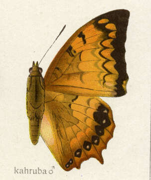 Charaxes kahruba resmi