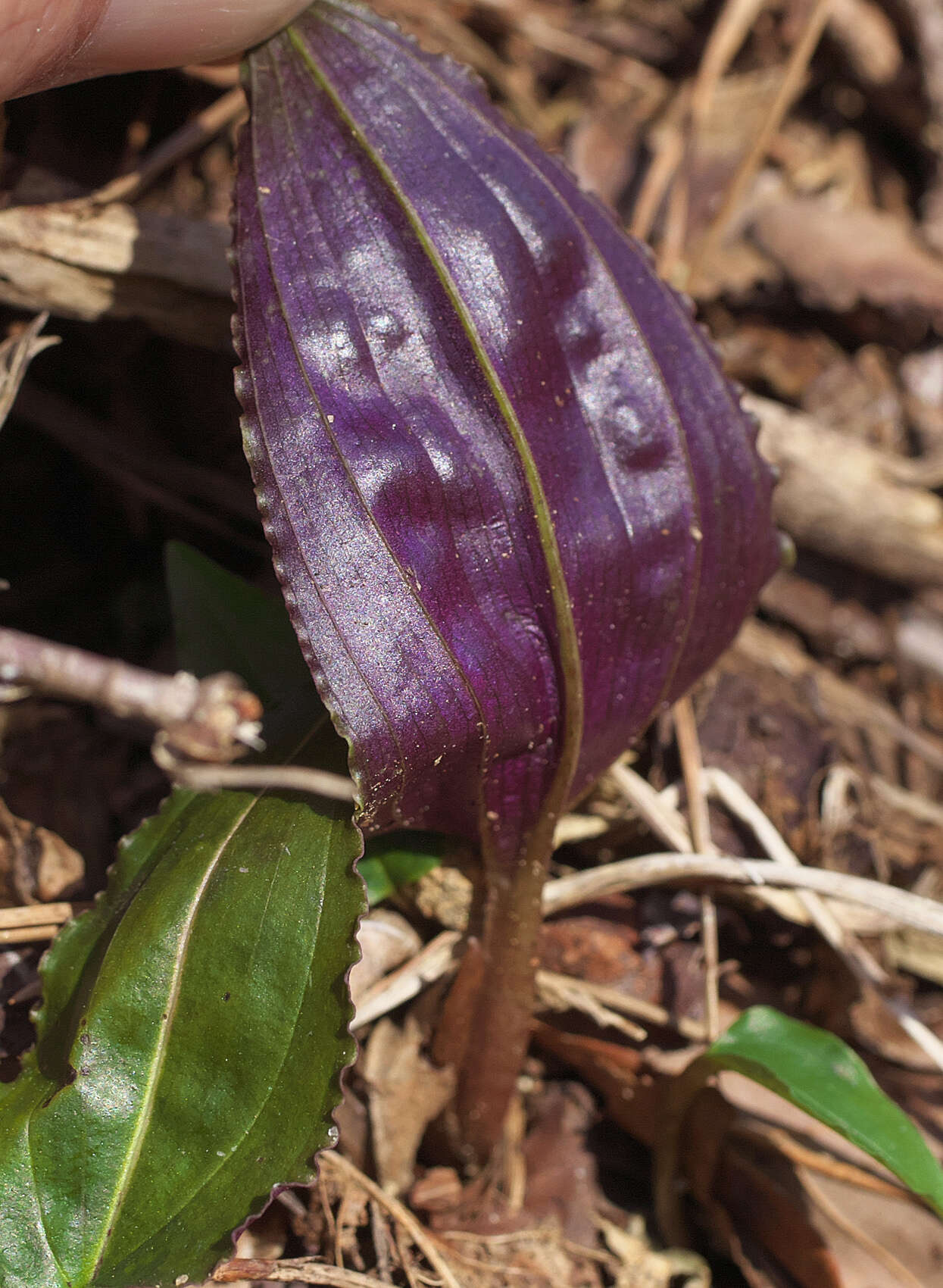 Image of Tipularia japonica Matsum.