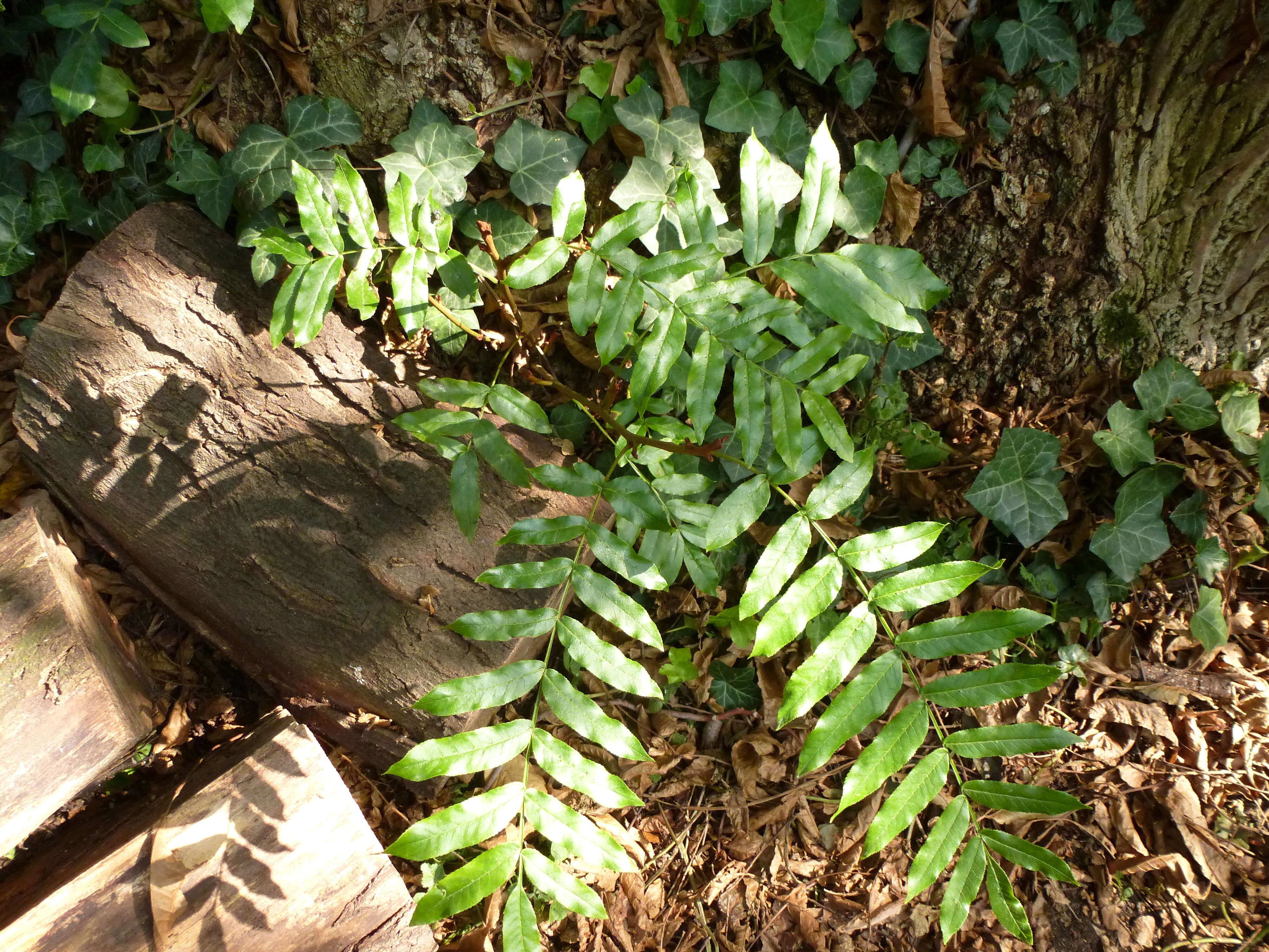 Слика од Pterocarya stenoptera C. DC.