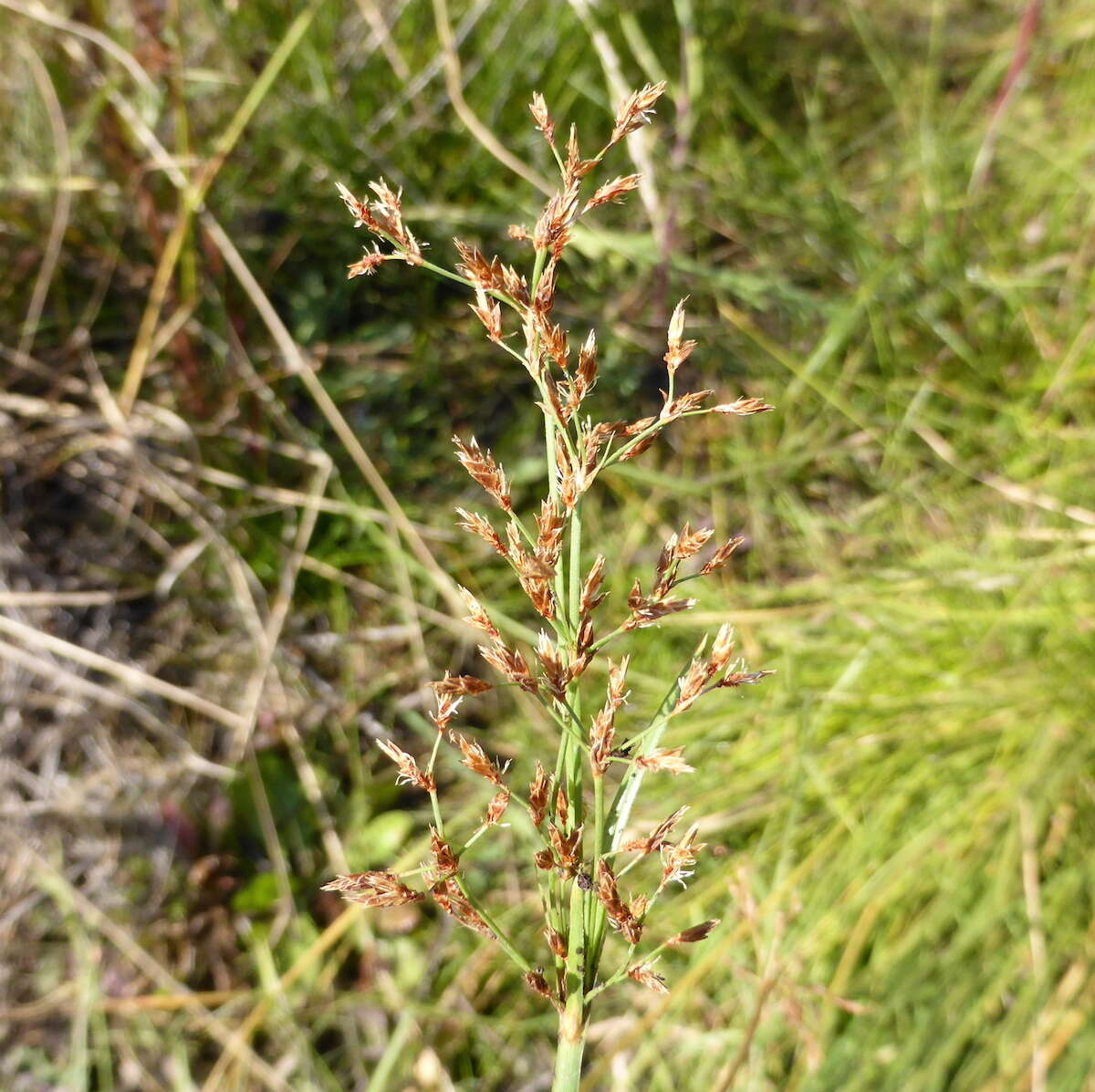 Image de Fimbristylis complanata subsp. complanata