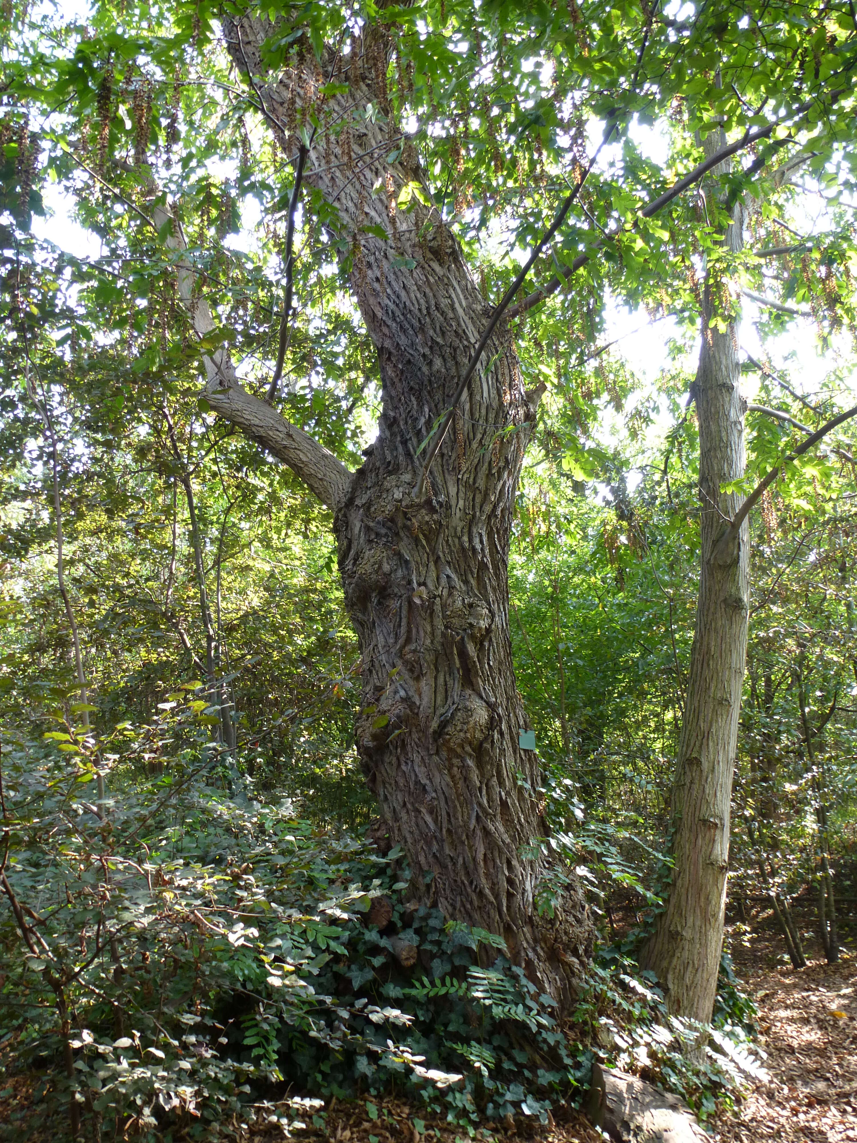 Слика од Pterocarya stenoptera C. DC.