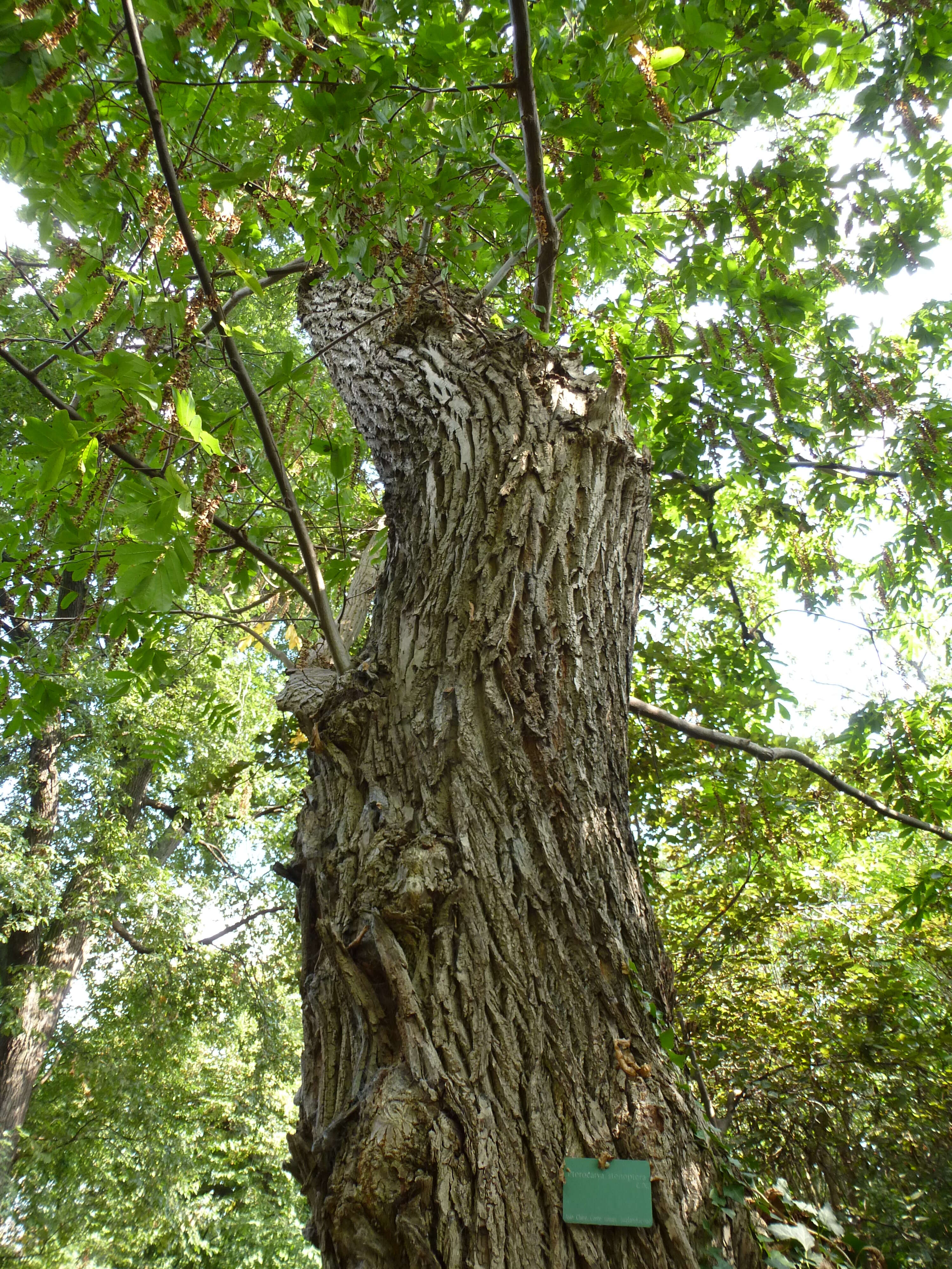 Слика од Pterocarya stenoptera C. DC.