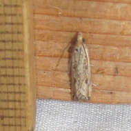 Image of Javelin Moth