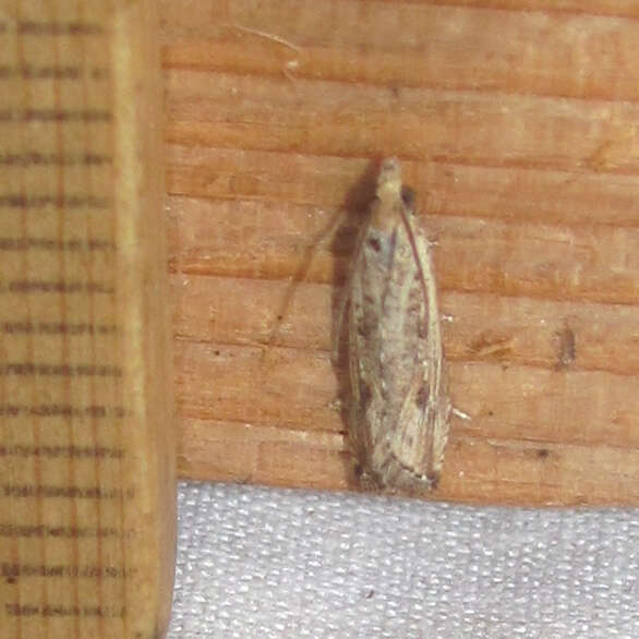 Image of Javelin Moth