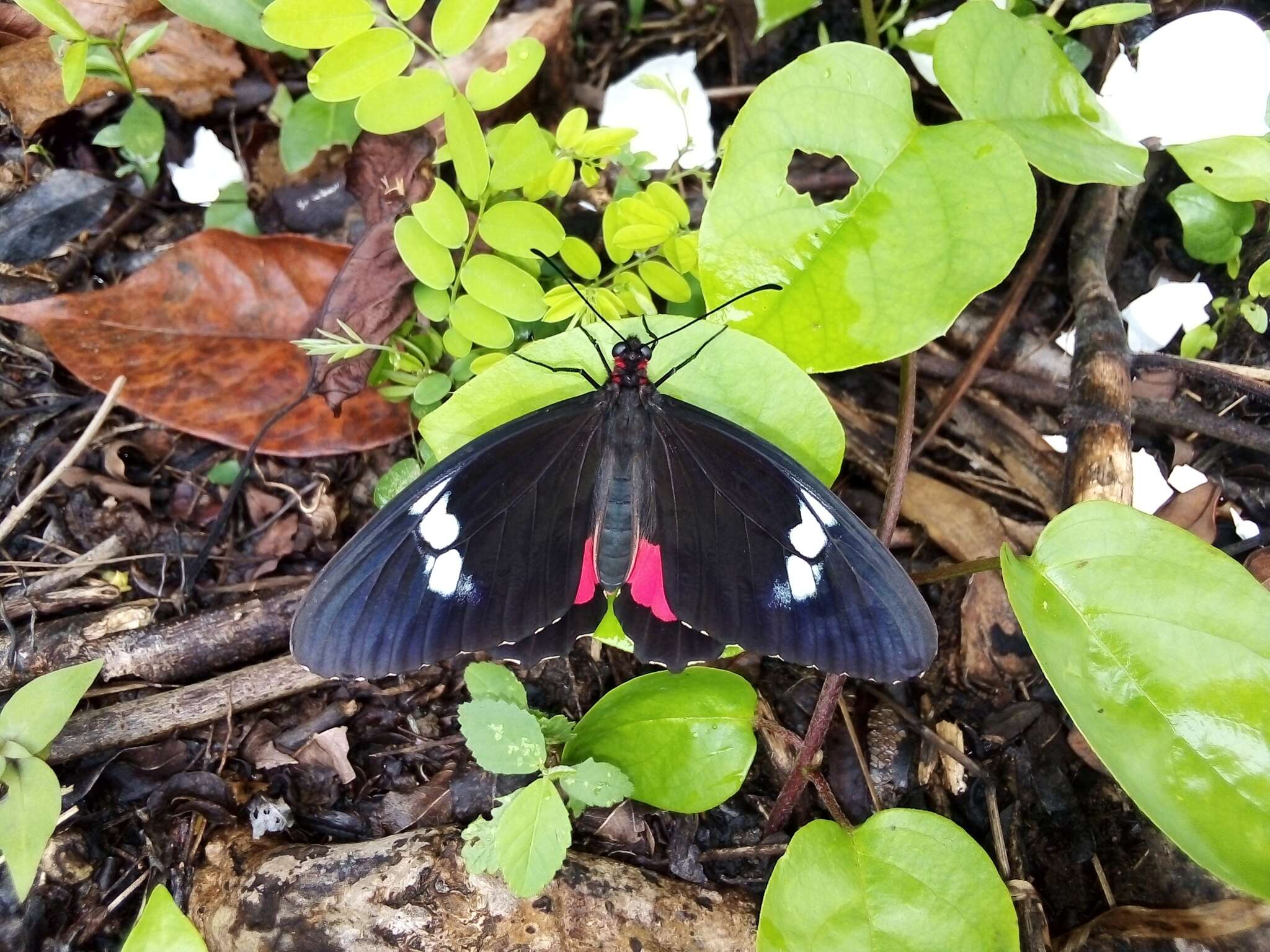 صورة Parides eurimedes (Stoll 1782)