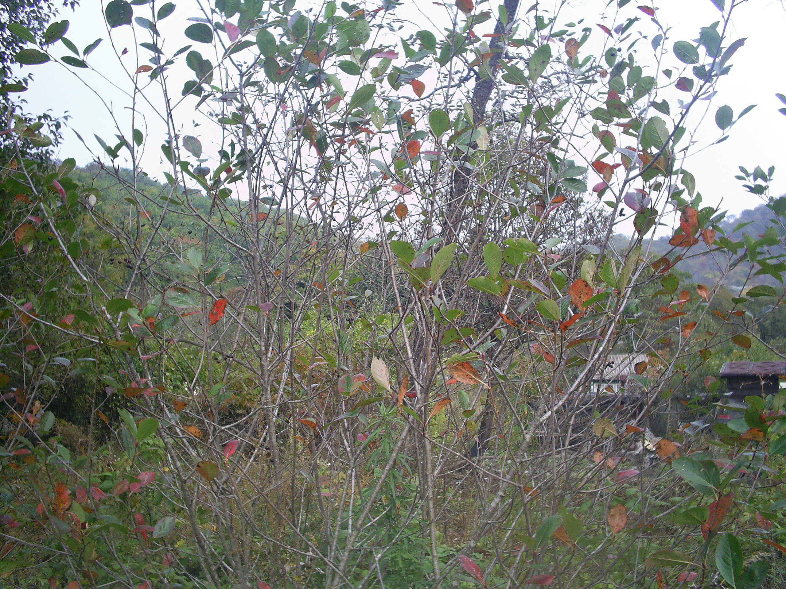 Plancia ëd Aronia melanocarpa (Michx.) Elliott