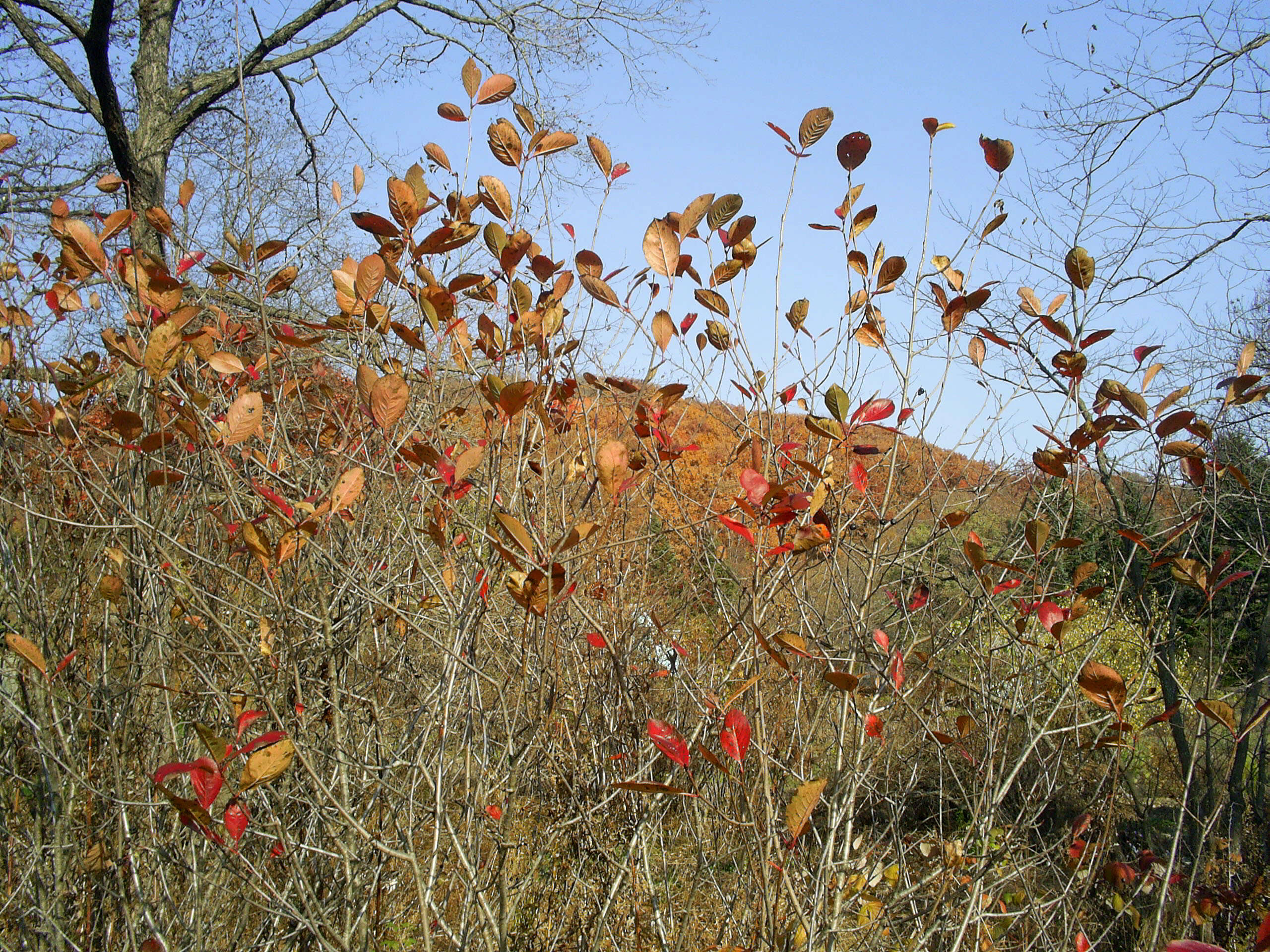 Image of Black Chokeberry