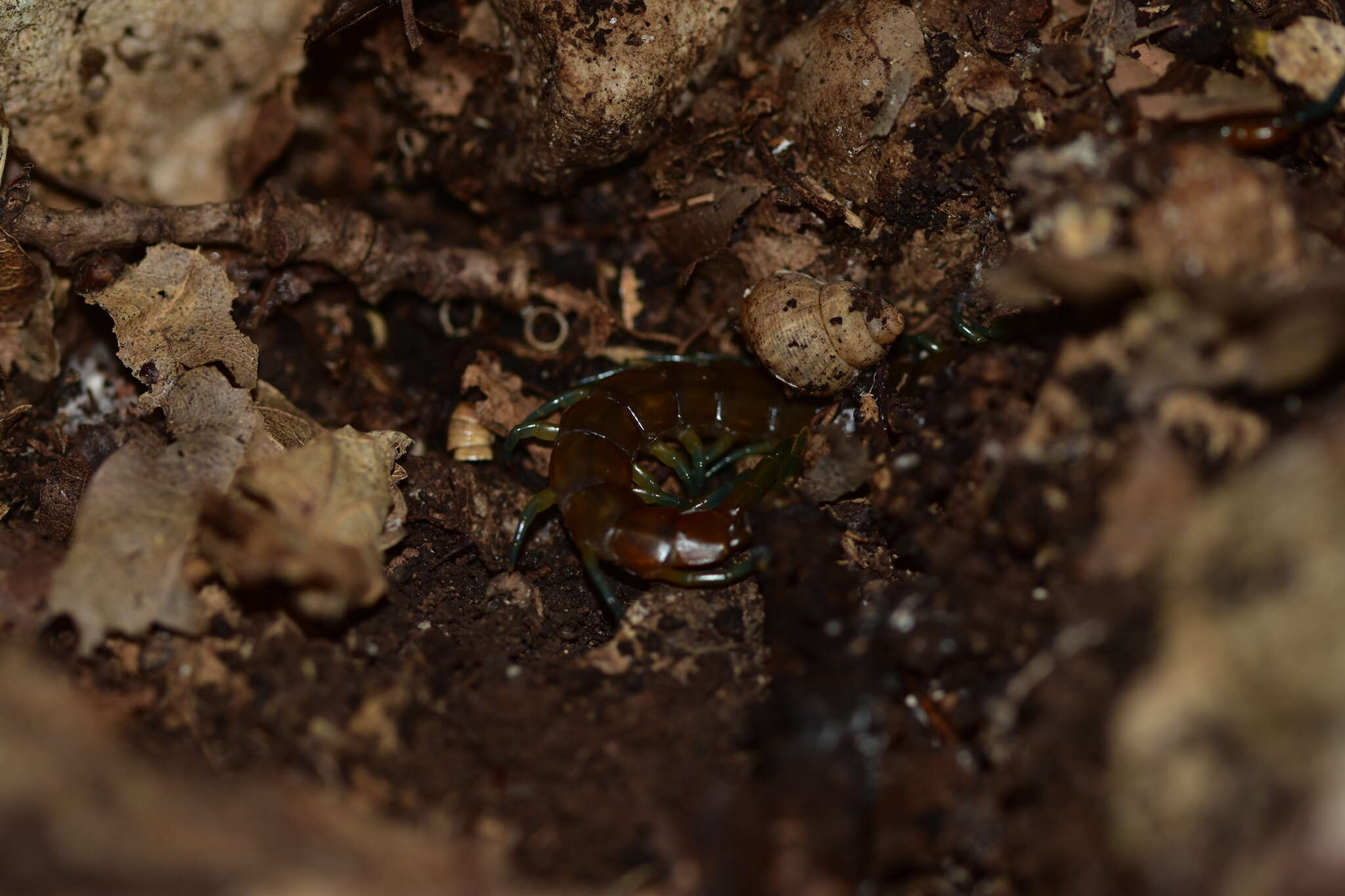 Image of Scolopendra dalmatica C. L. Koch 1847