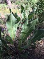 Image of Arizona mule-ears