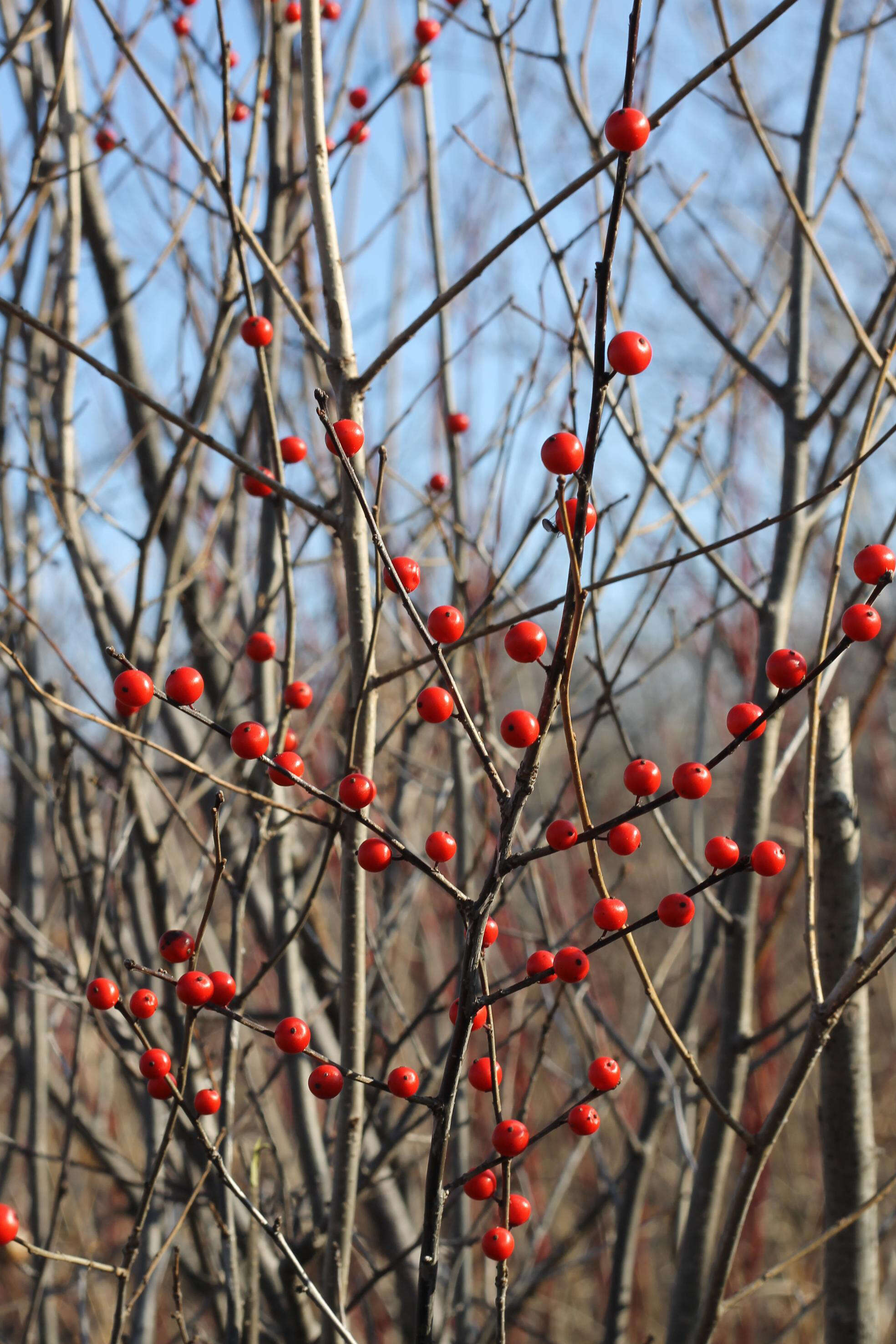 Image of Michigan holly