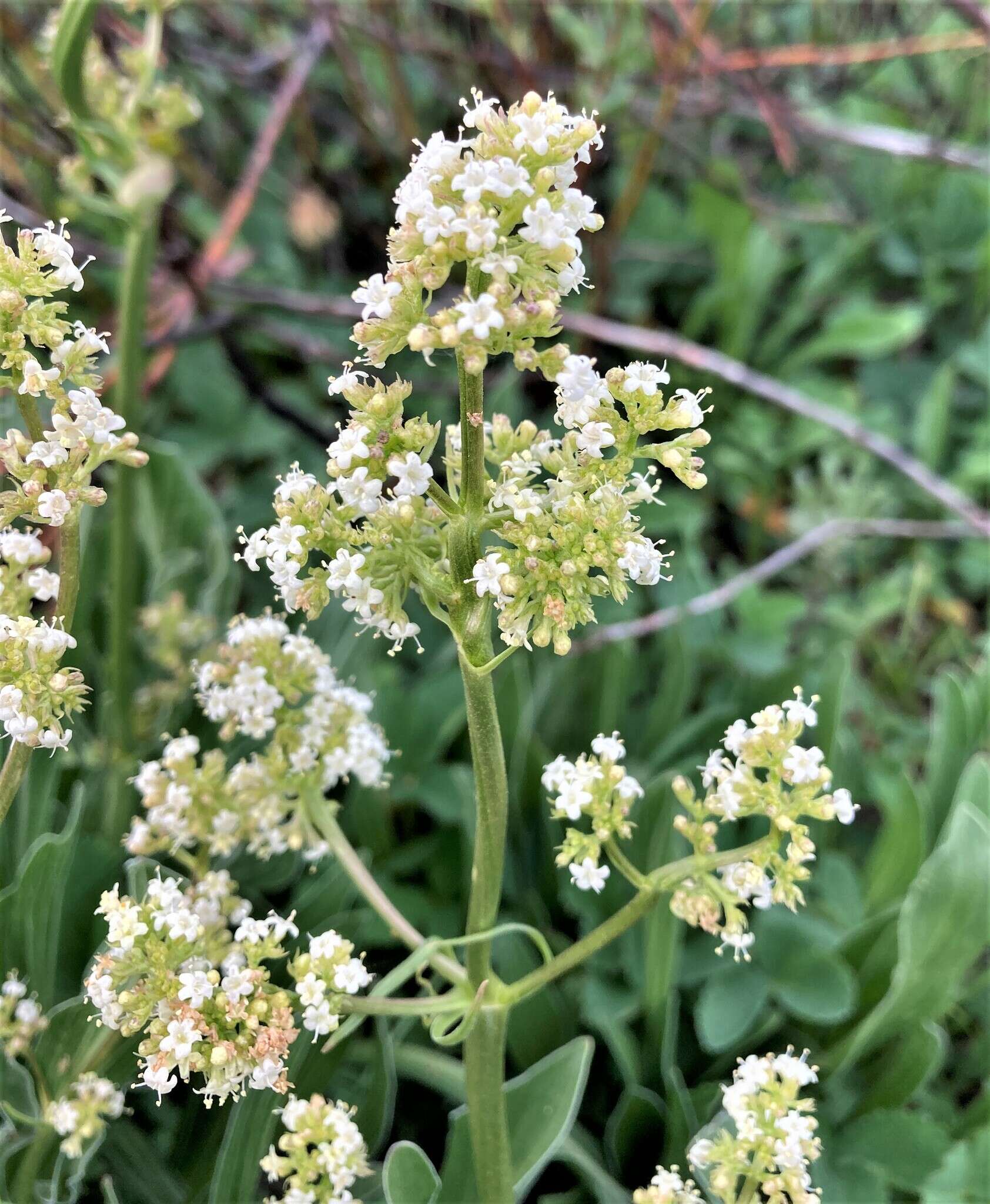 Image of <i>Valeriana <i>edulis</i></i> var. edulis