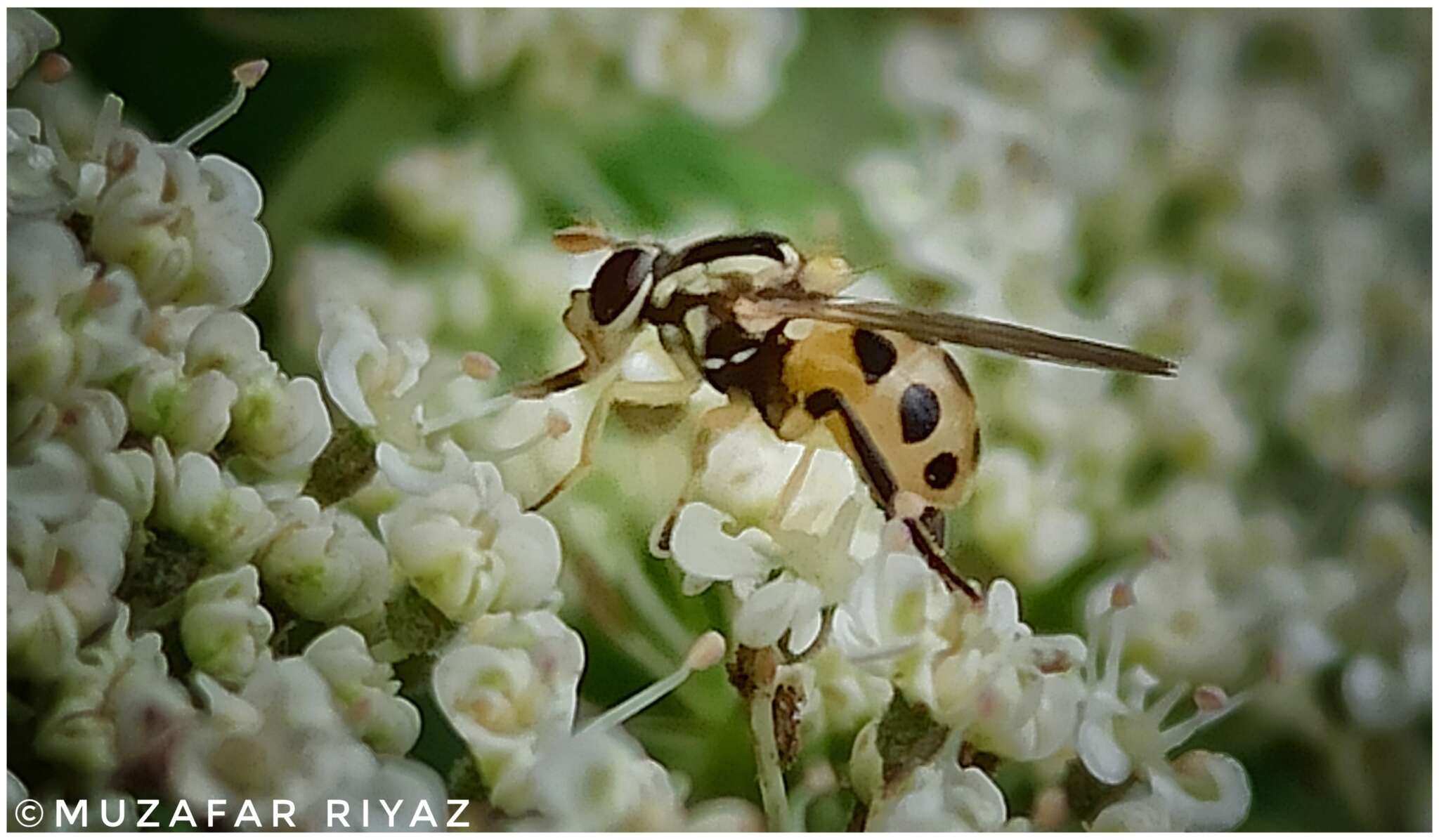 صورة Graptomyza flavonotata Brunetti 1917