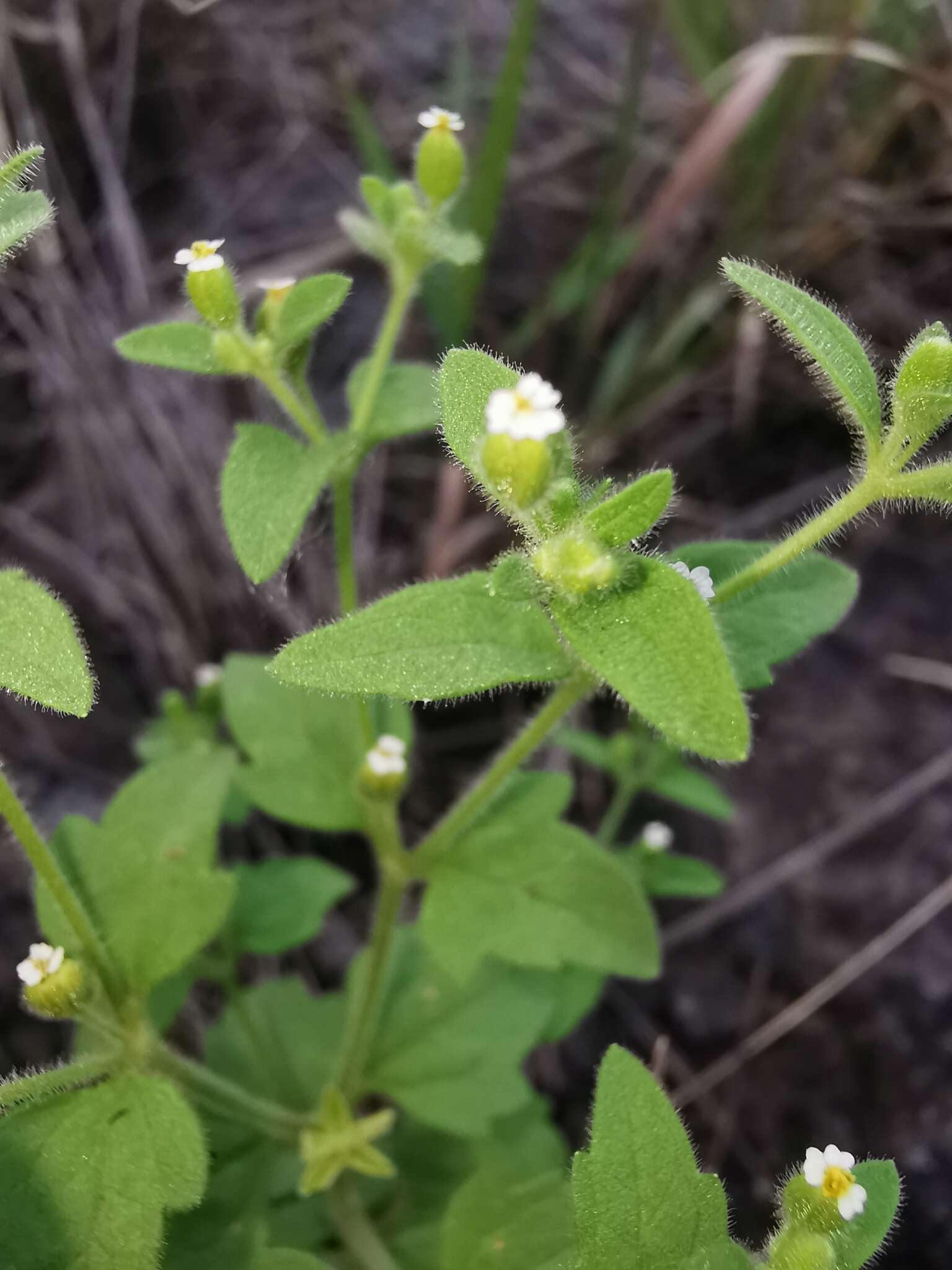 Imagem de Galeana pratensis (Kunth) Rydb.