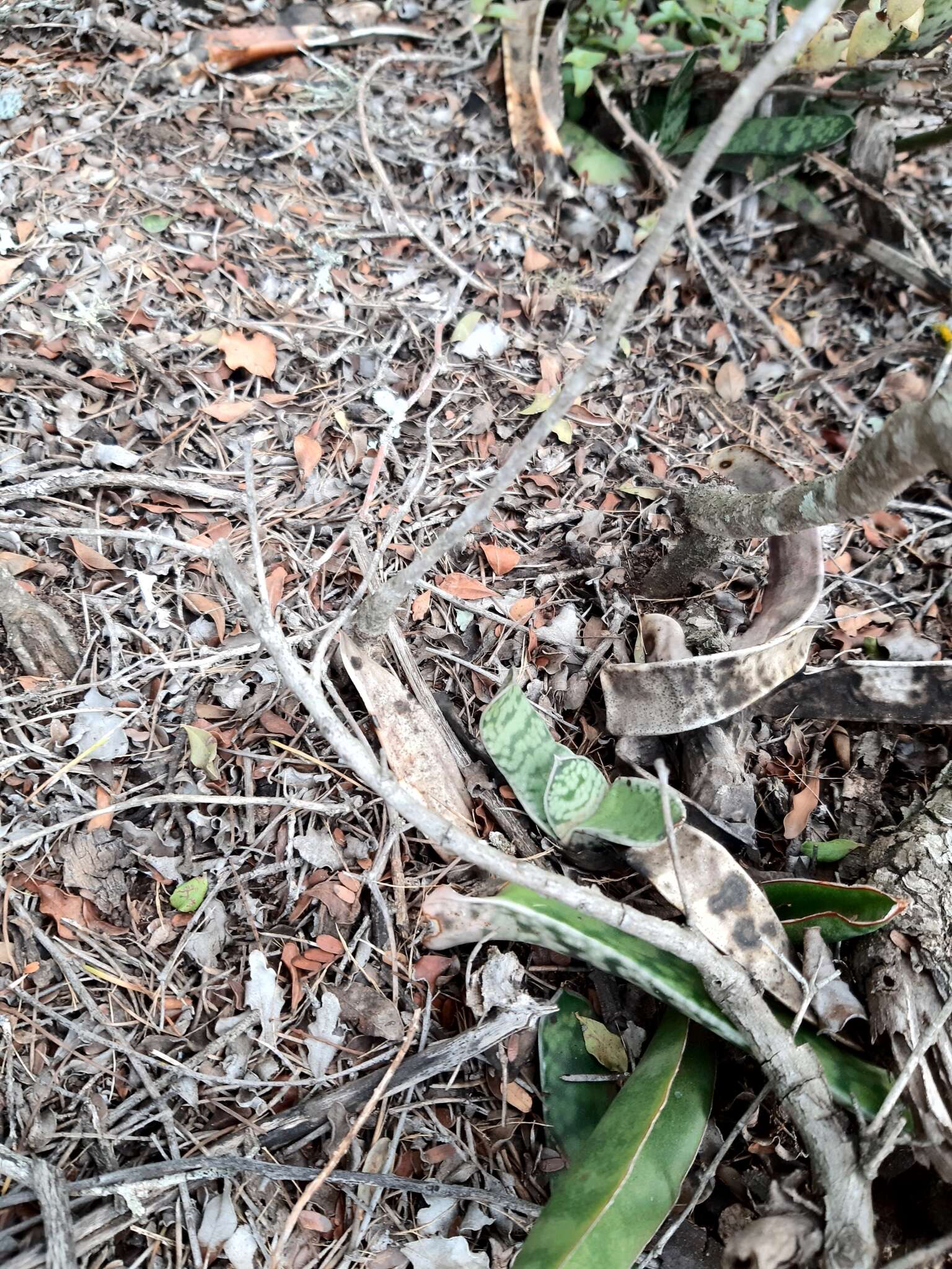 Image of Gasteria obliqua (Aiton) Duval