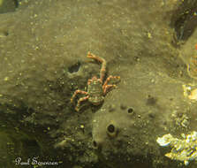 Image of Galathea australiensis Stimpson 1858